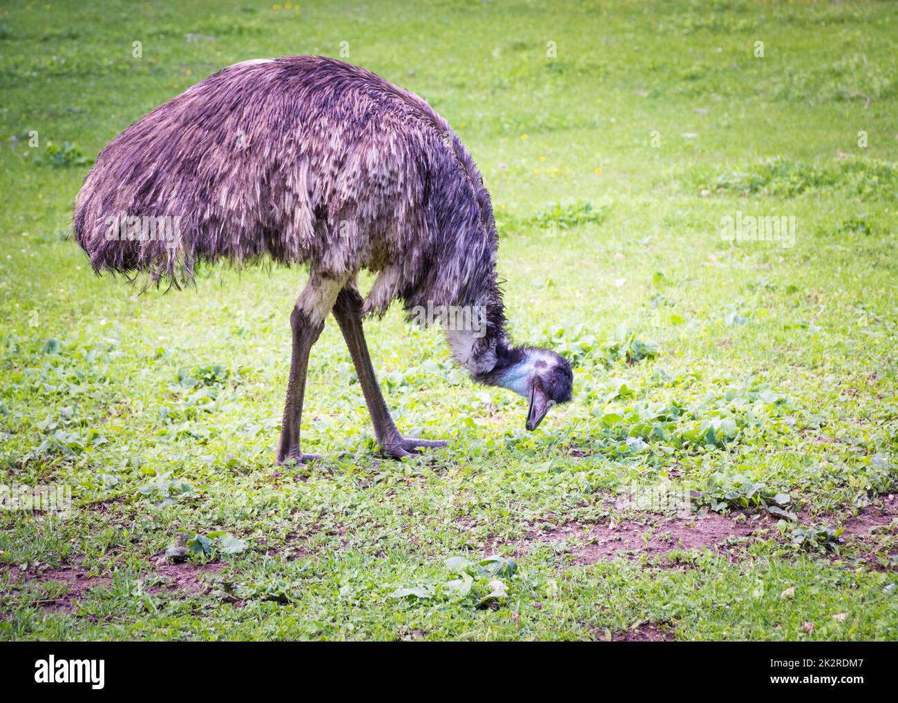 Emu eating grass Stock Photo