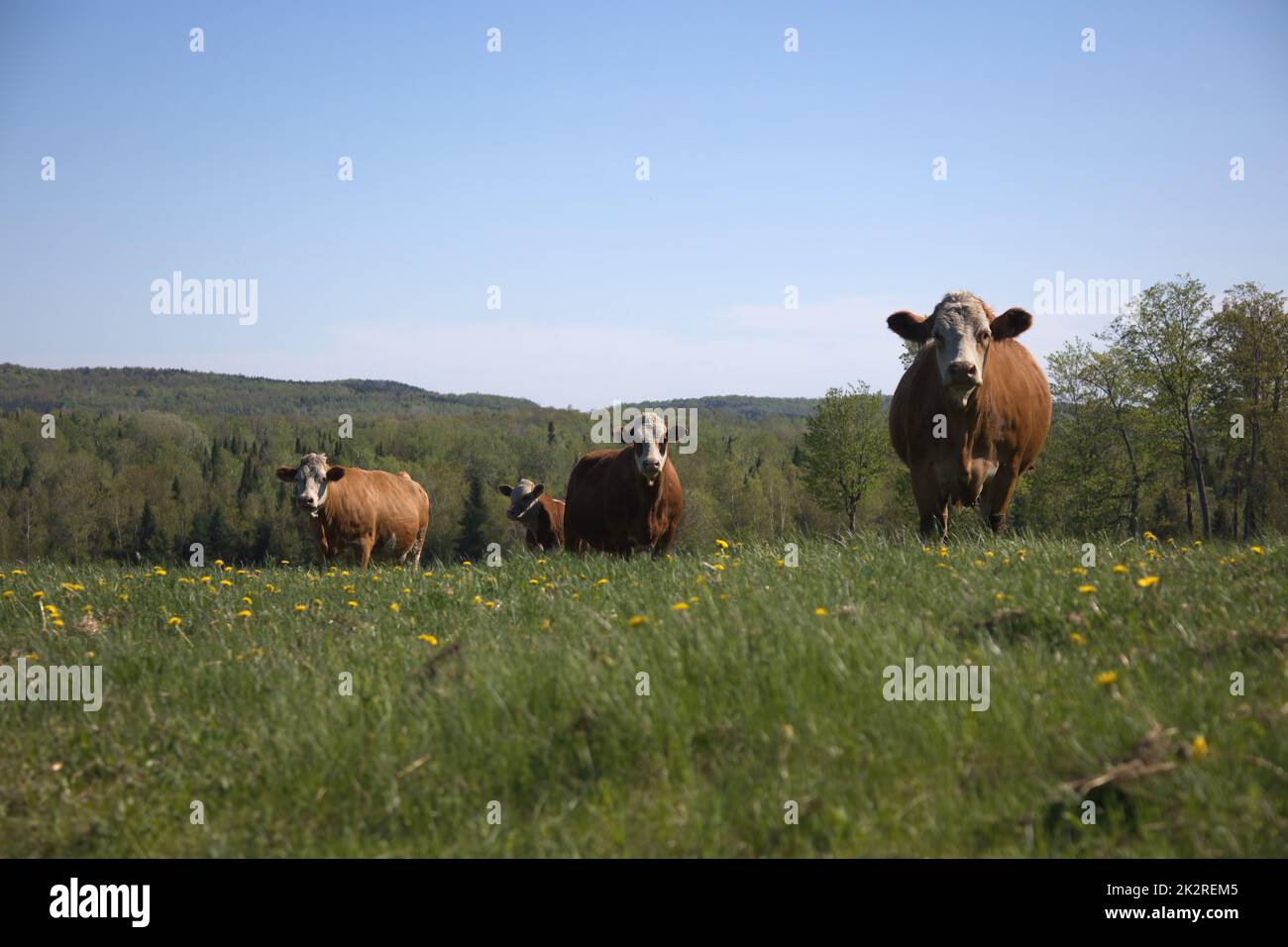 four brown cows farm animal standing in field country agriculture spring day Stock Photo