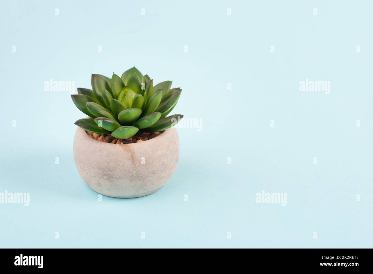 Cactus in a pot on a blue and grey background, minimalistic decoration, plant at the desk, copy space for text, modern home Stock Photo