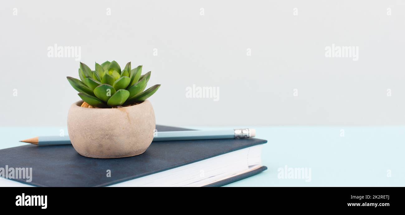 Cactus in a pot on a blue and grey background, minimalistic decoration, plant stands on a book at the desk, copy space for text, modern home Stock Photo