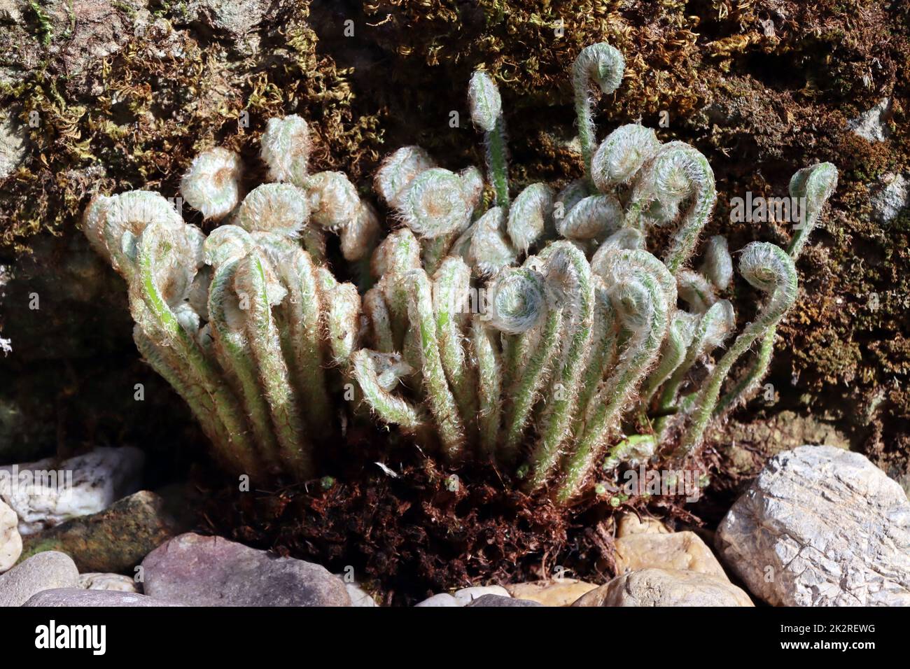 Hirschzunge, Hirschzungenfarn, Hirschzungen-Farn (Asplenium scolopendrium, Phyllitis scolopendrium) - sich aufrollende BlÃ¤tter im FrÃ¼hling Stock Photo