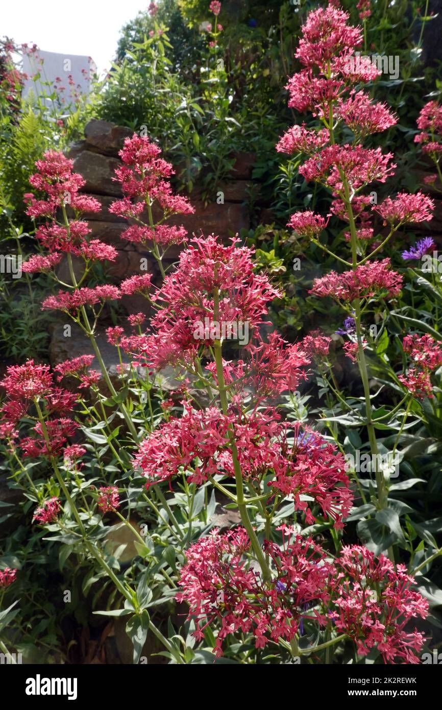 Rote Spornblume Centranthus ruber, blÃ¼hende Pflanze im naturnahen