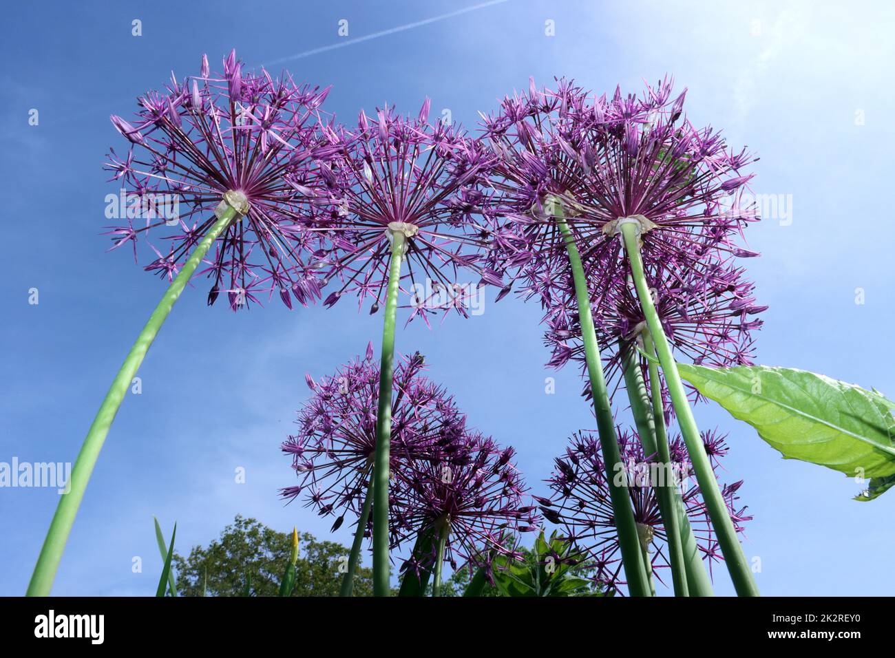 Sternkugel-Lauch (Allium cristophii)  - BlÃ¼tenstand Stock Photo