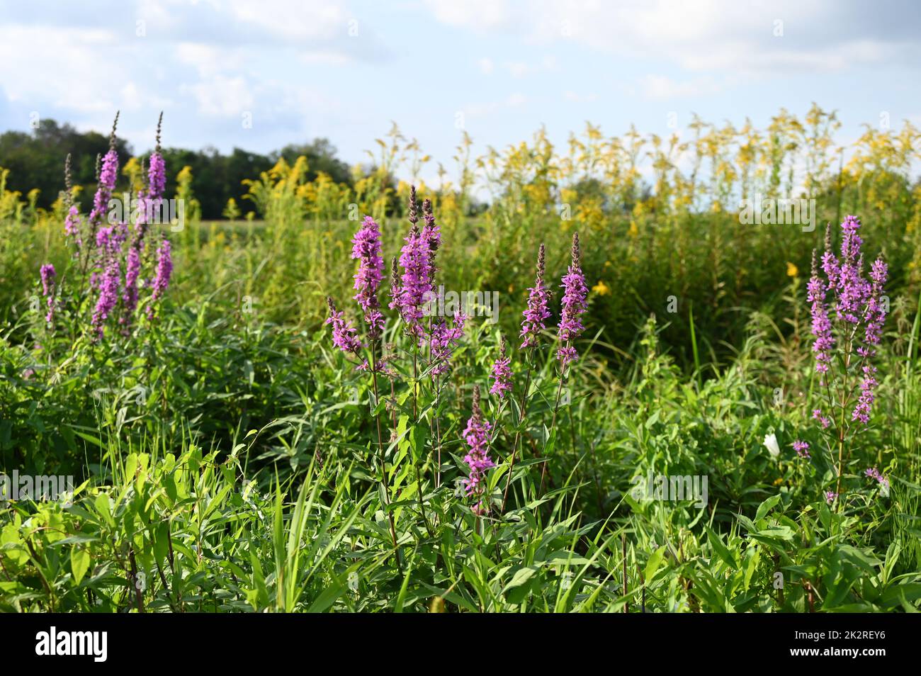 Flowering area with loosestrife Stock Photo