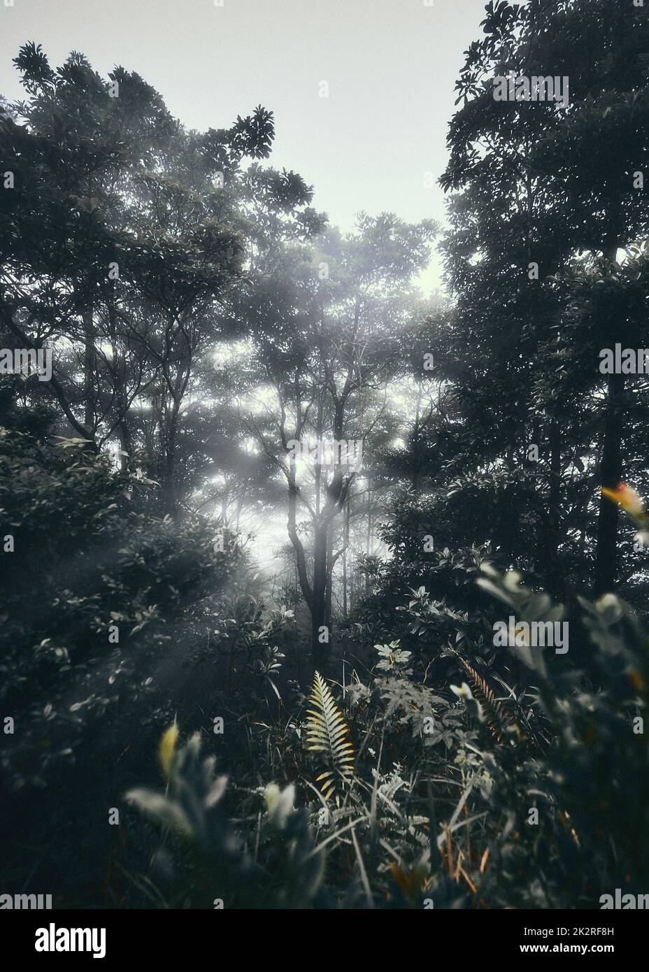 Trails in foggy forest hi-res stock photography and images - Alamy