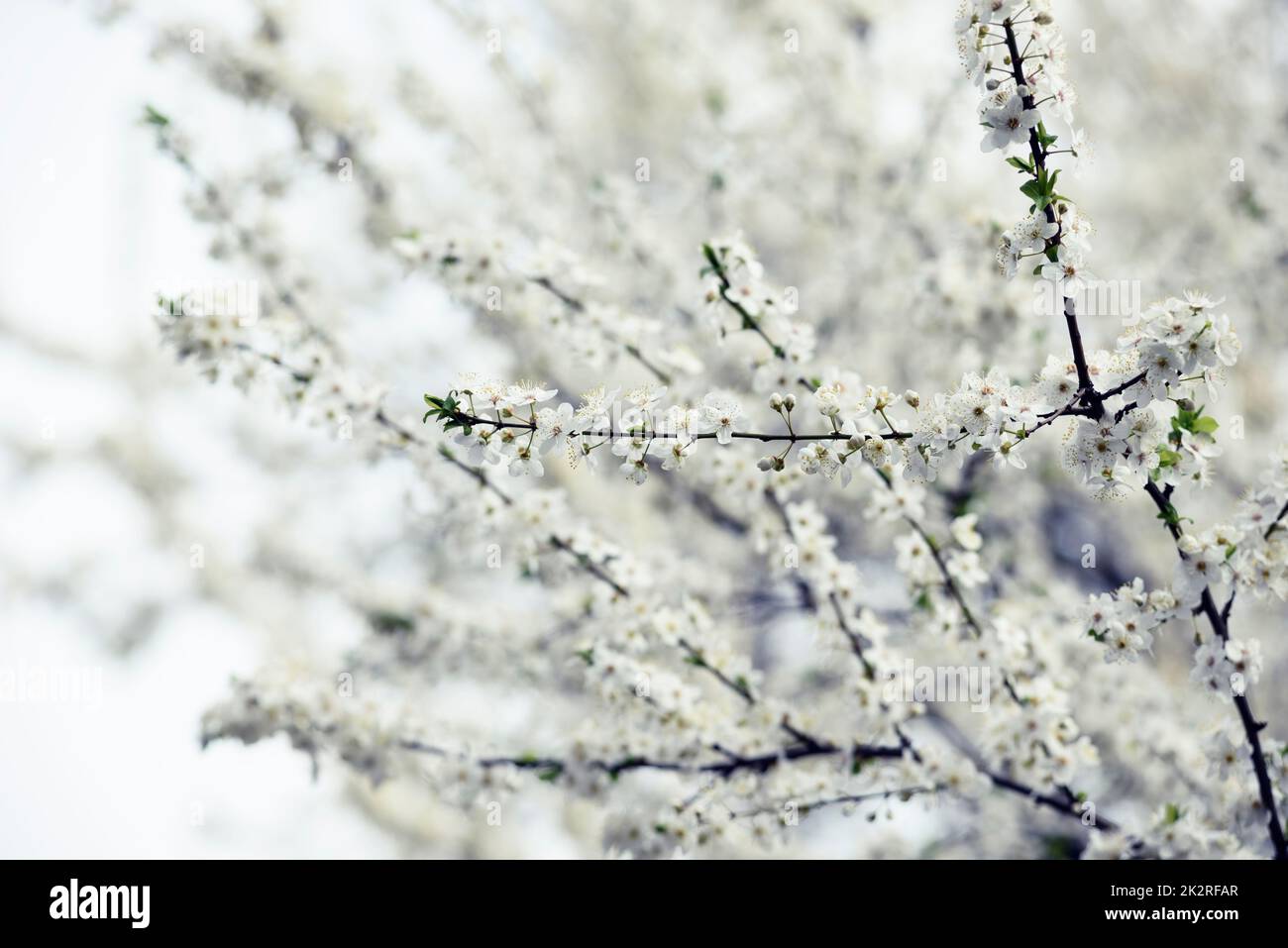 Spring blossom artwork hi-res stock photography and images - Alamy