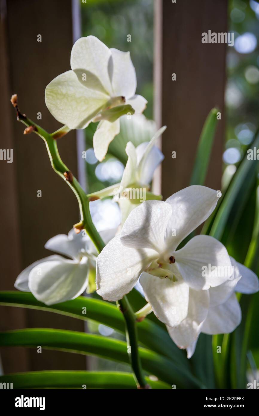 Orchid flower, white Vanda Coerulea Stock Photo