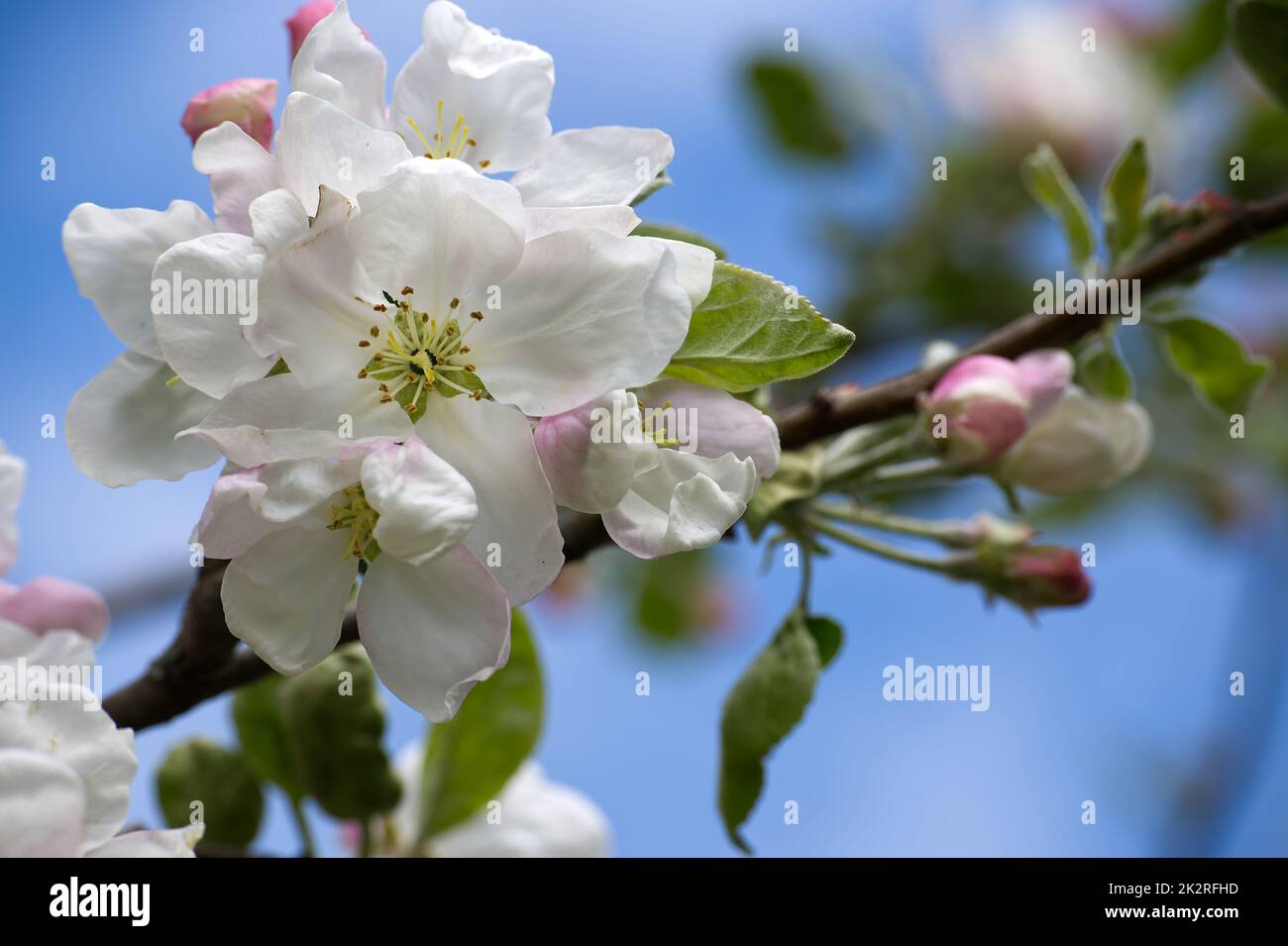 White blossoms tree hires stock photography and images Alamy