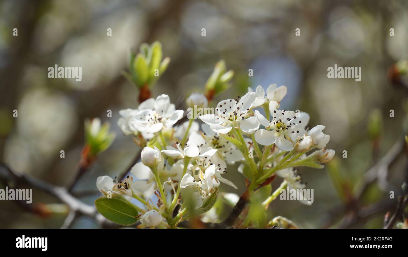 Flowering pear tree Pyrus syriaca This family of ornamental trees produces white spring blossom. White flowers of Pyrus syriaca tree Stock Photo