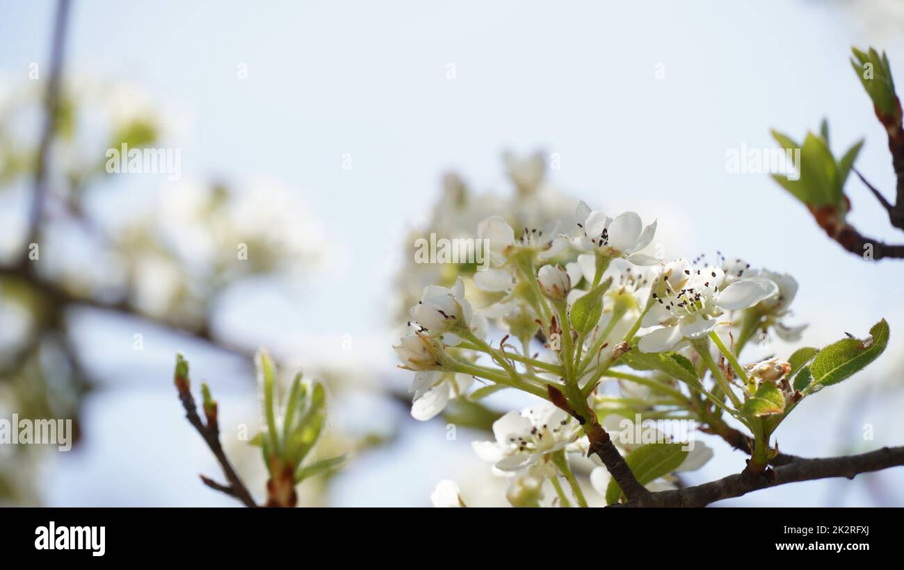 Flowering pear tree Pyrus syriaca This family of ornamental trees produces white spring blossom. White flowers of Pyrus syriaca tree Stock Photo