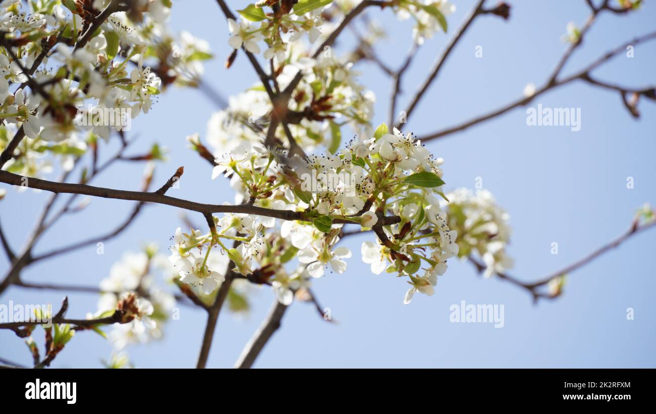Flowering pear tree Pyrus syriaca This family of ornamental trees produces white spring blossom. White flowers of Pyrus syriaca tree Stock Photo