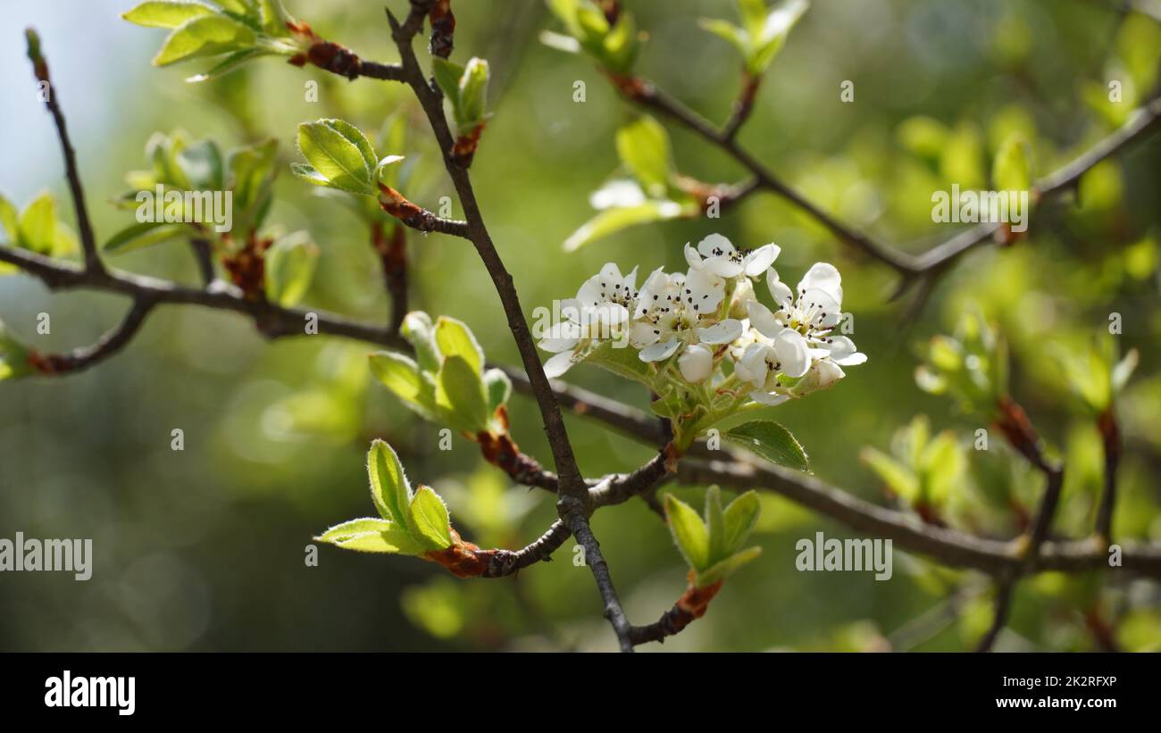 Flowering pear tree Pyrus syriaca This family of ornamental trees