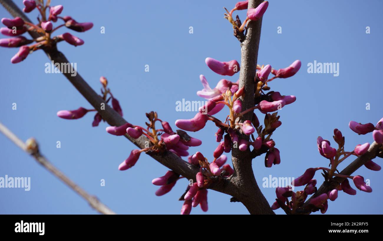 Branches with fresh pink flowers of Judas tree or Cercis siliquastrum