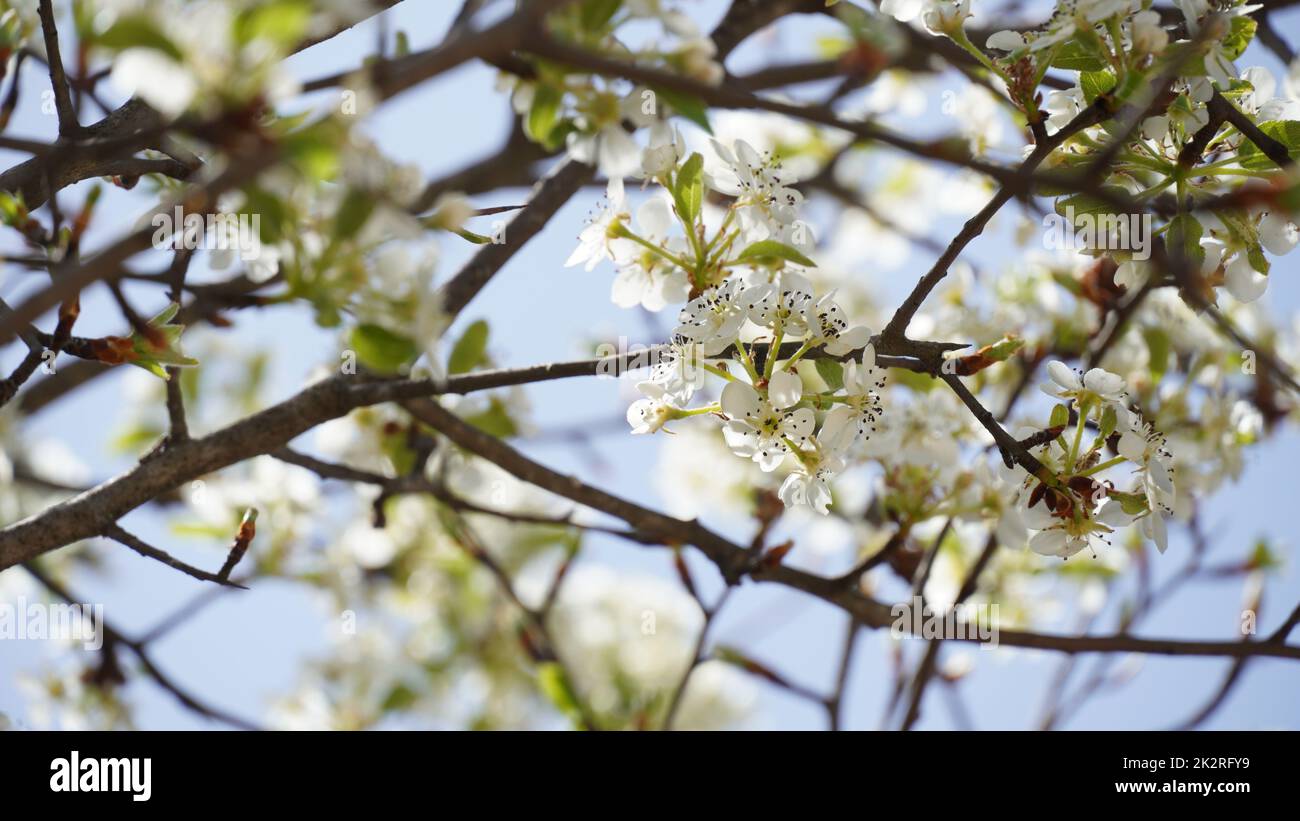 Flowering pear tree Pyrus syriaca This family of ornamental trees produces white spring blossom. White flowers of Pyrus syriaca tree Stock Photo