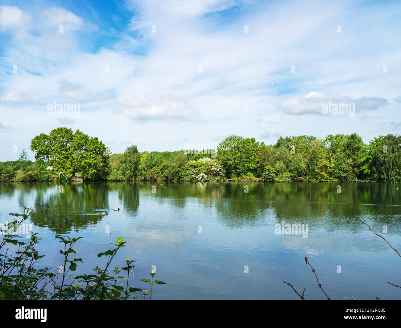 Lake at Eastrington Ponds, East Yorkshire, England Stock Photo