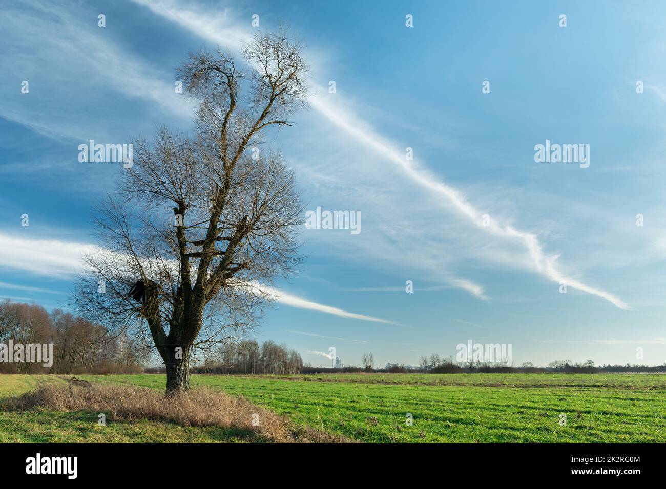 Tree without leaves on the meadow and fabulous clouds Stock Photo