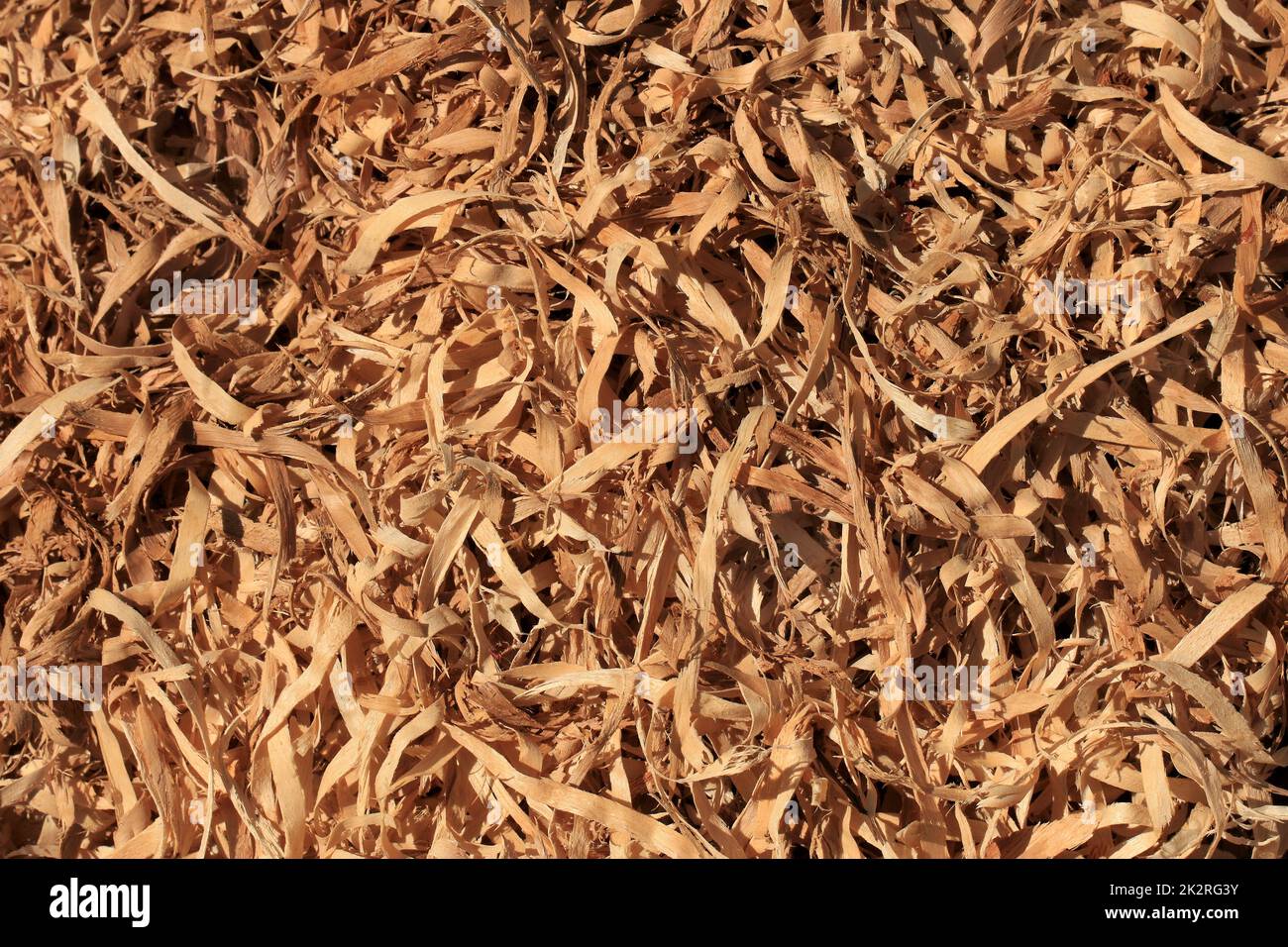 Sawdust, wood shavings made from a chainsaw in wet wood Stock Photo