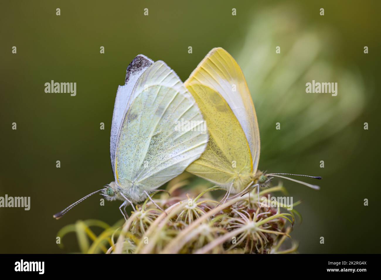 Two white butterflies mating on a plant. Stock Photo