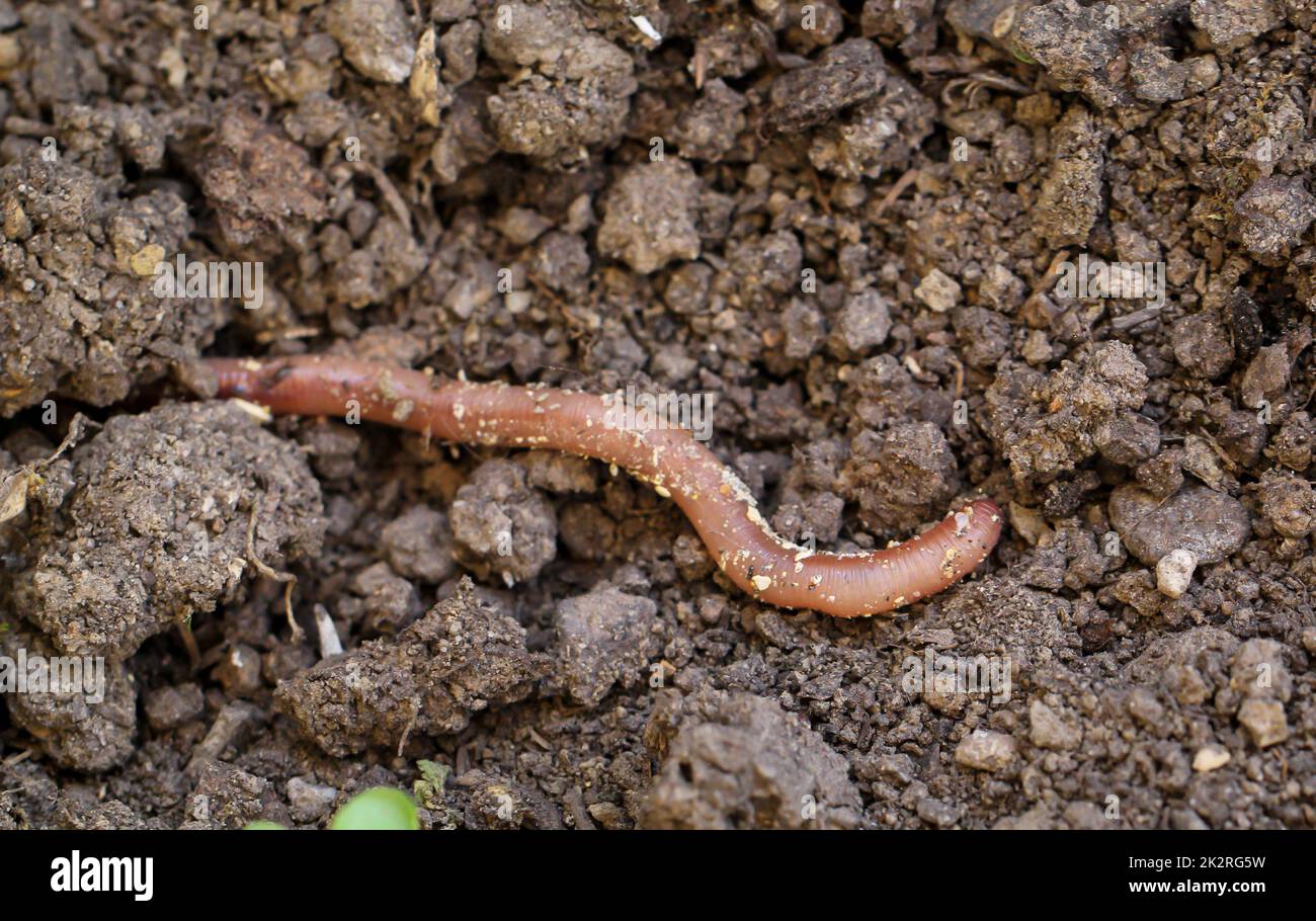 An earthworm on freshly loosened soil. Stock Photo