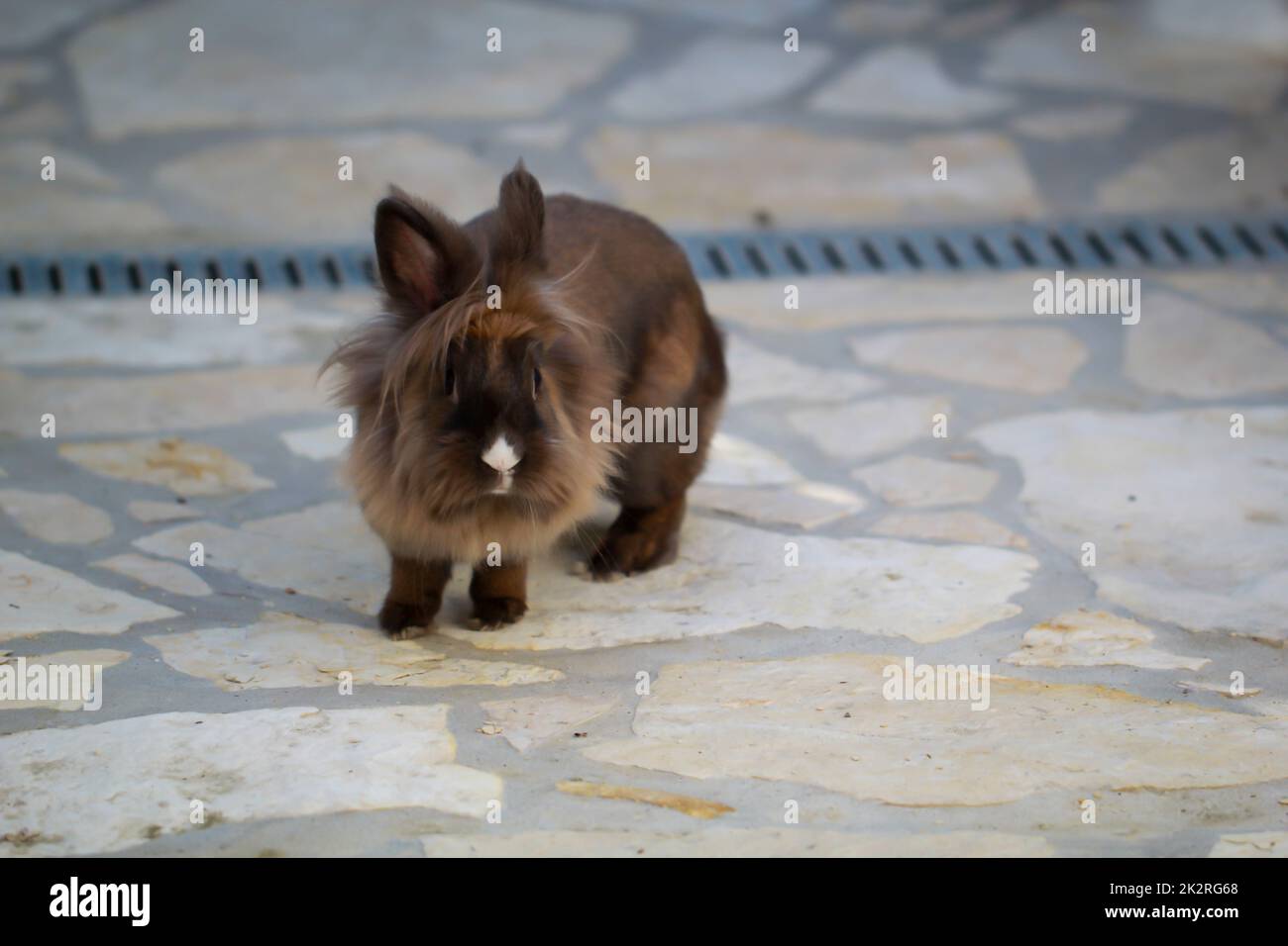 A portrait, close-up of a dwarf rabbit Stock Photo - Alamy