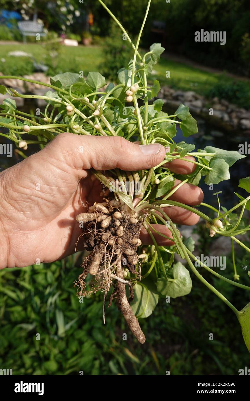 Scharbockskraut (Ficaria verna, Syn.: Ranunculus ficaria L.), auch Feigwurz oder Frühlings-Scharbockskraut, ausgegrabene Pflanze mit sichtbaren Wurzel Stock Photo