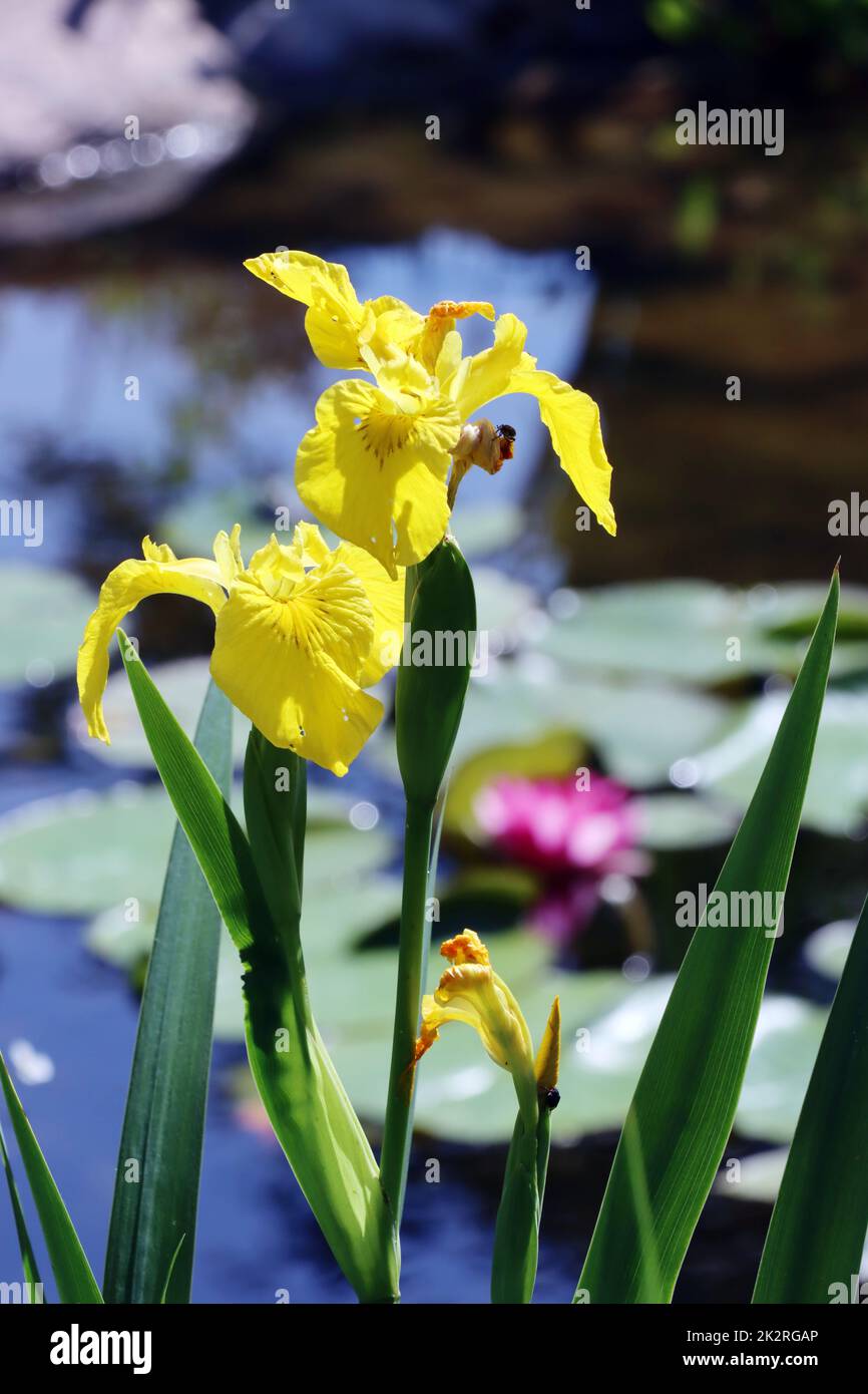 Sumpf-Schwertlilie (Iris pseudacorus) – auch Gelbe Schwertlilie und Wasser-Schwertlilie, am Gartenteich eines naturnahen Gartens Stock Photo
