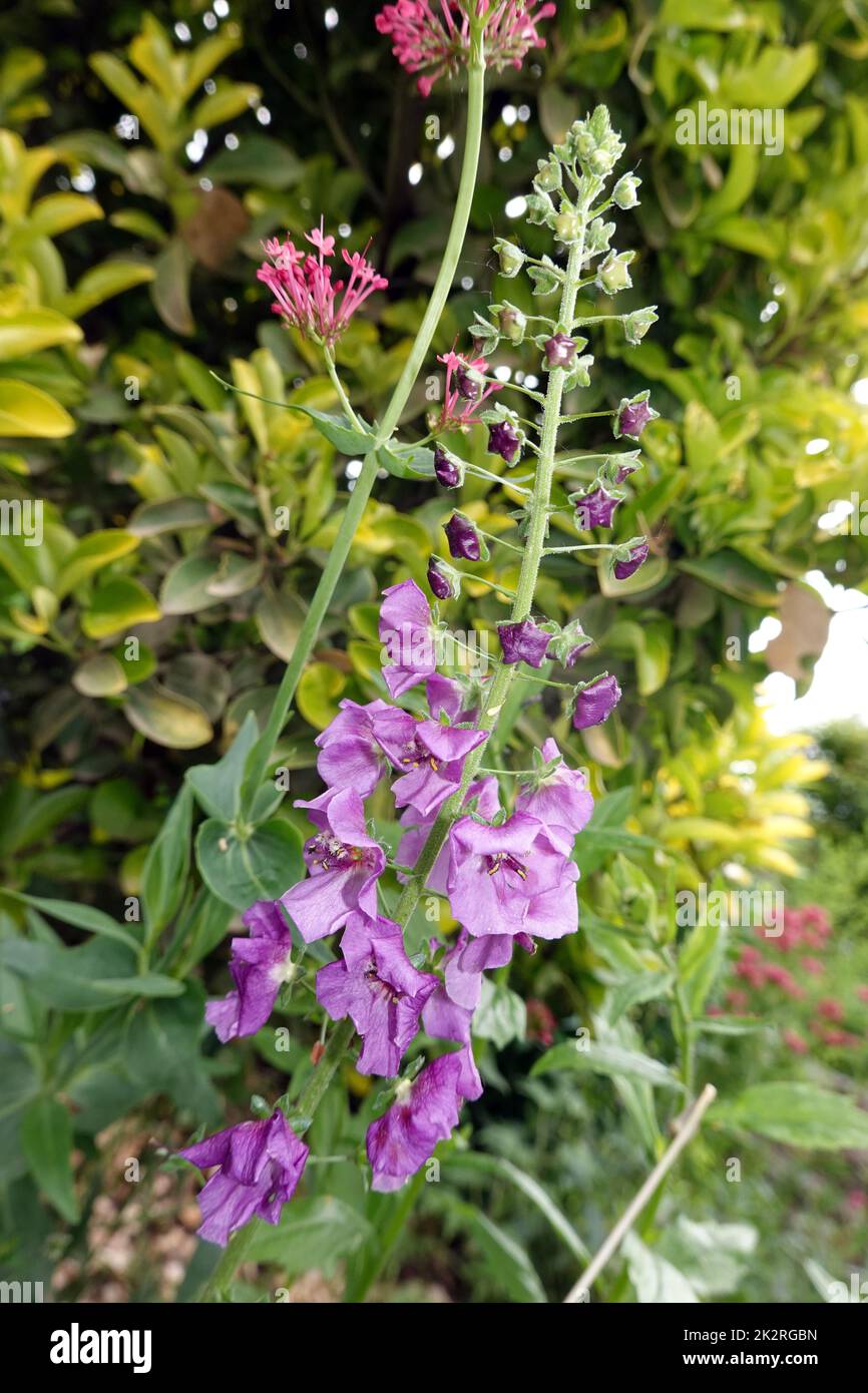 Violette KÃ¶nigskerze (Verbascum phoeniceum),  PhÃ¶nizische KÃ¶nigskerze oder Purpur-KÃ¶nigskerze Stock Photo