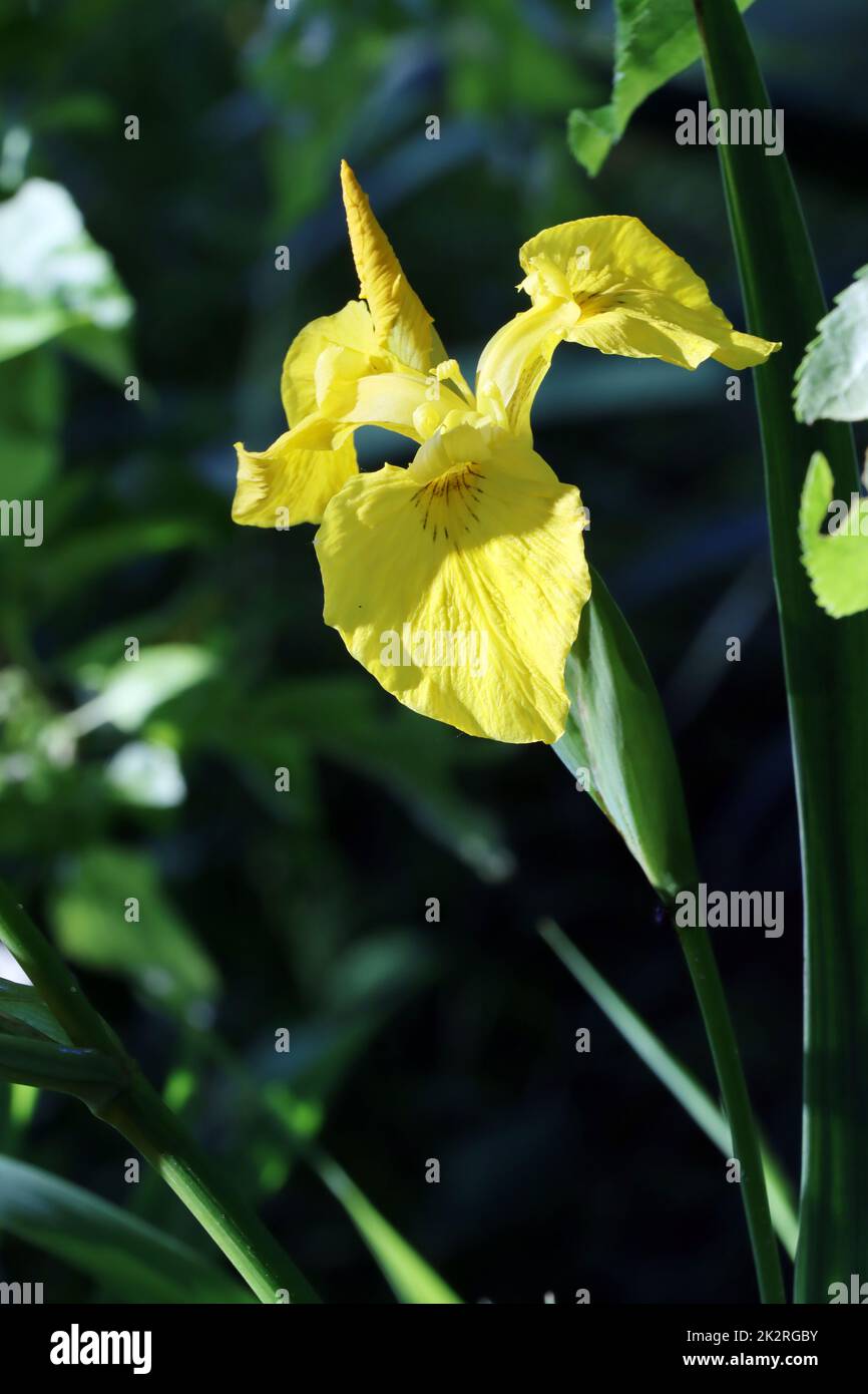 Sumpf-Schwertlilie (Iris pseudacorus) Â– auch Gelbe Schwertlilie und Wasser-Schwertlilie Stock Photo
