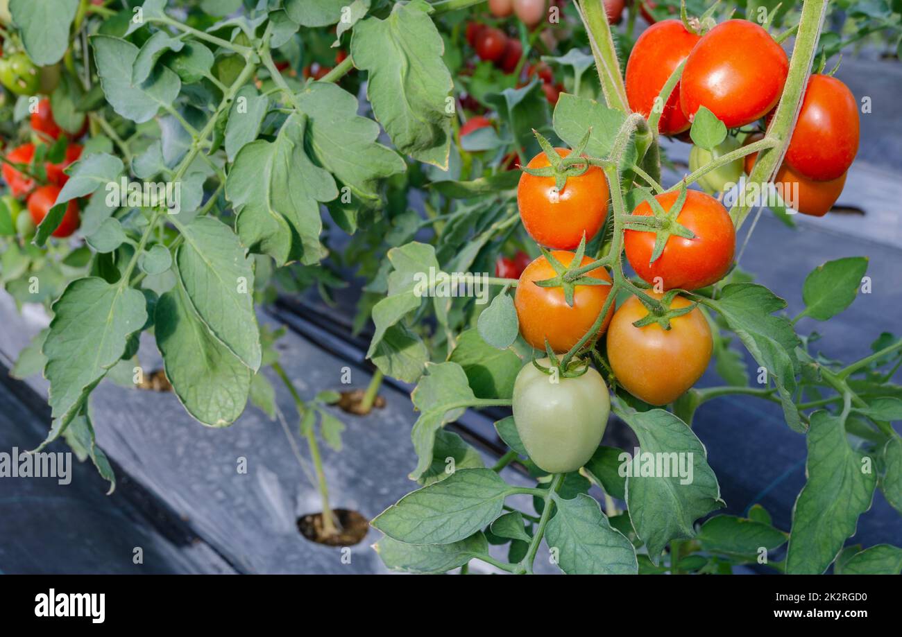 Red ripe roma tomatoes growing in greenhouse. Stock Photo