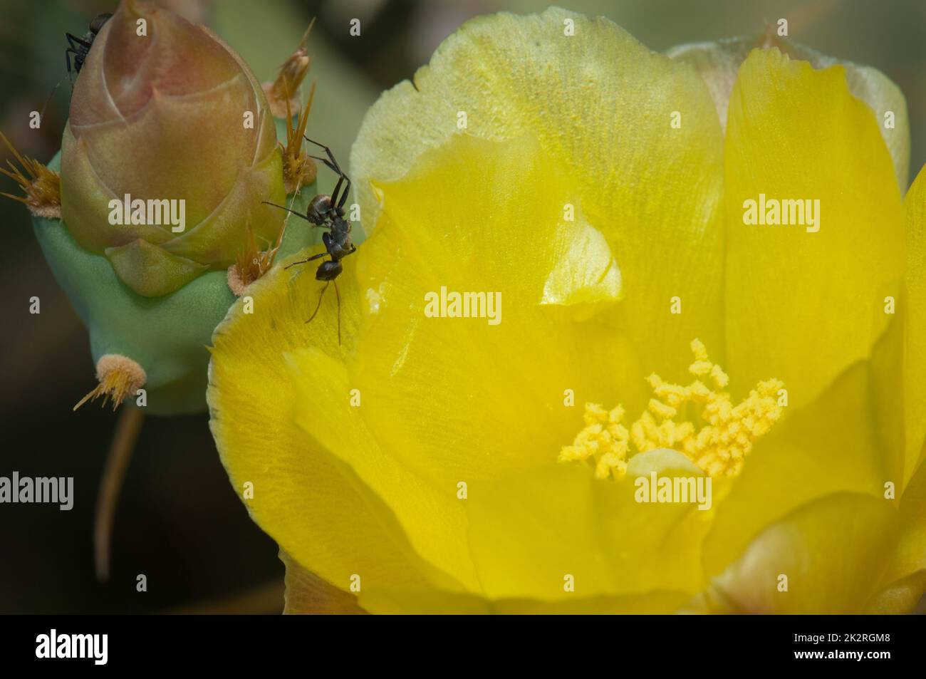 Carpenter ants Camponotus sericeus on flowers of prickly pear Opuntia