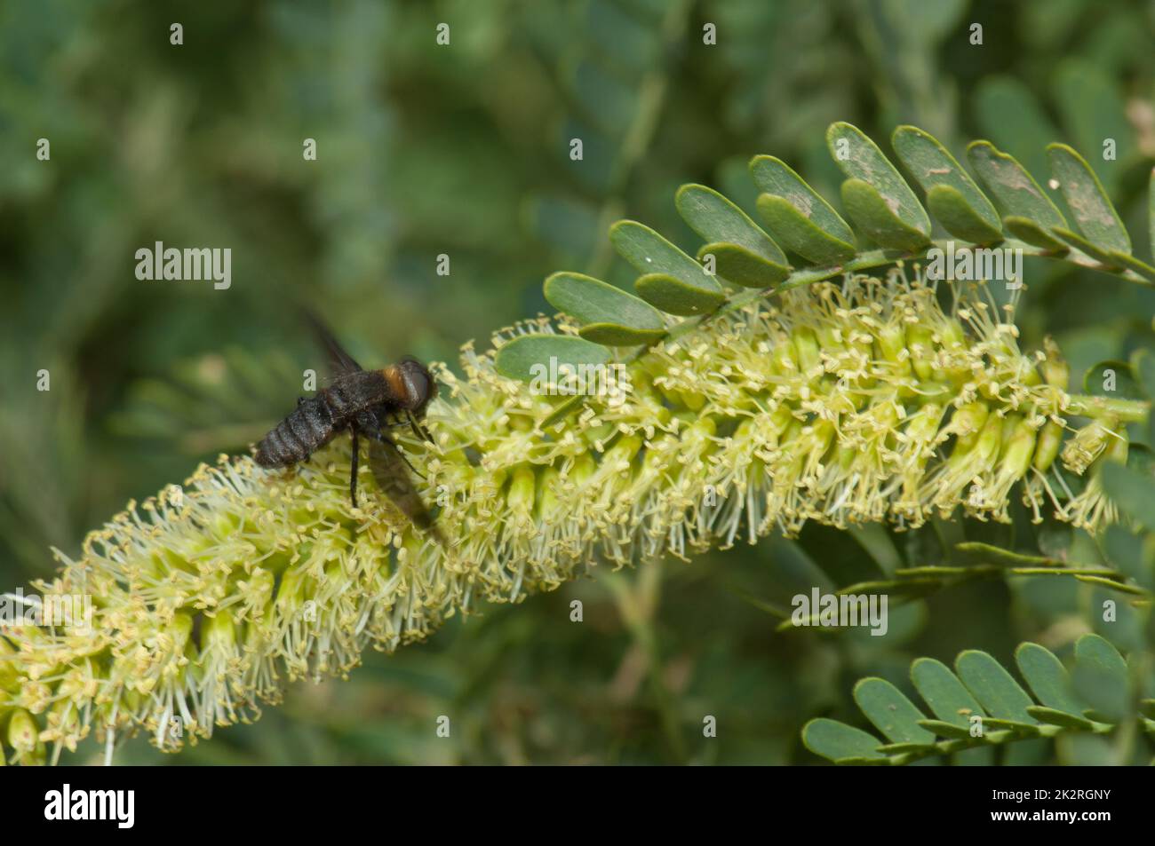 Fly on a flower of gum acacia Senegalia senegal. Langue de Barbarie