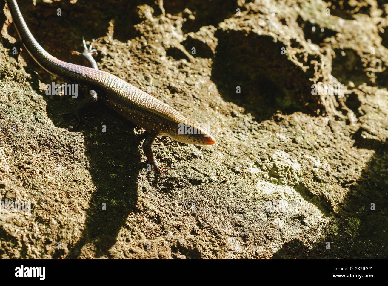 Skink on the ground is a reptile Can be found in general and in the forest Stock Photo