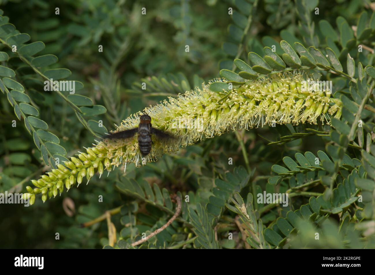 Fly on a flower of gum acacia. Stock Photo