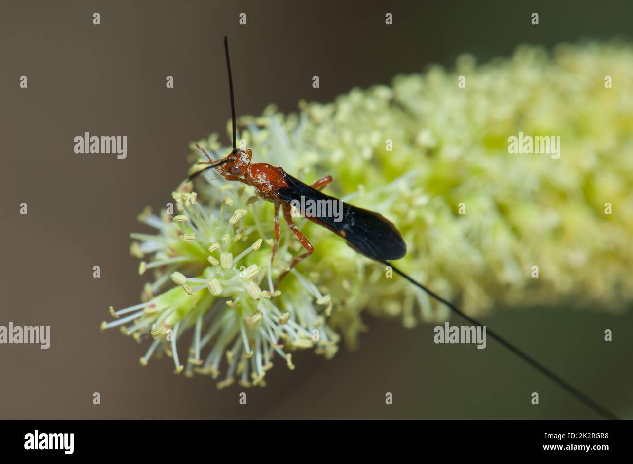 Wasp grooming on a flower of gum acacia. Stock Photo