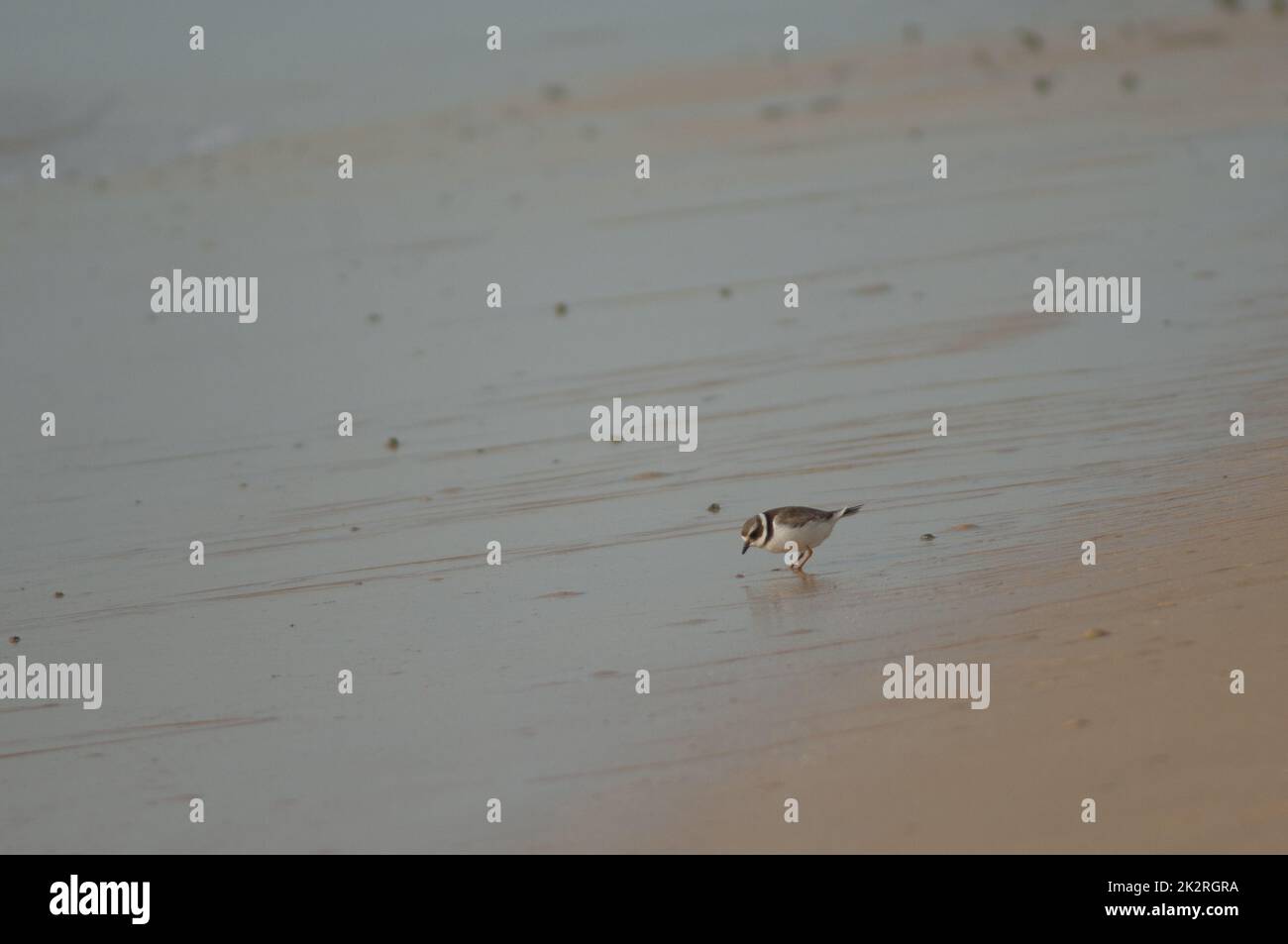 Common ringed plover Charadrius hiaticula searching for food. Stock Photo