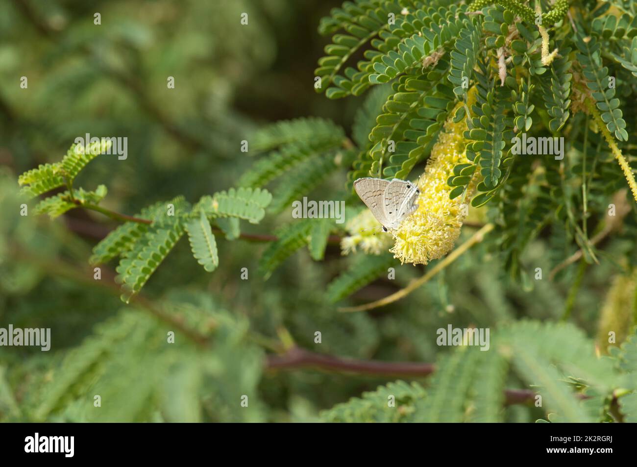 Butterfly on a flower of gum acacia. Stock Photo