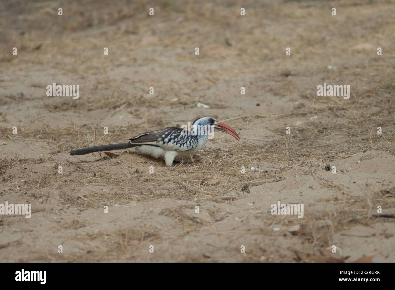 Northern red-billed hornbill in the Langue de Barbarie National Park. Stock Photo