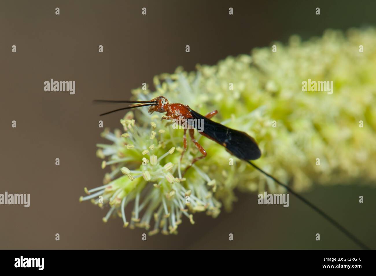 Wasp on a flower of gum acacia. Stock Photo
