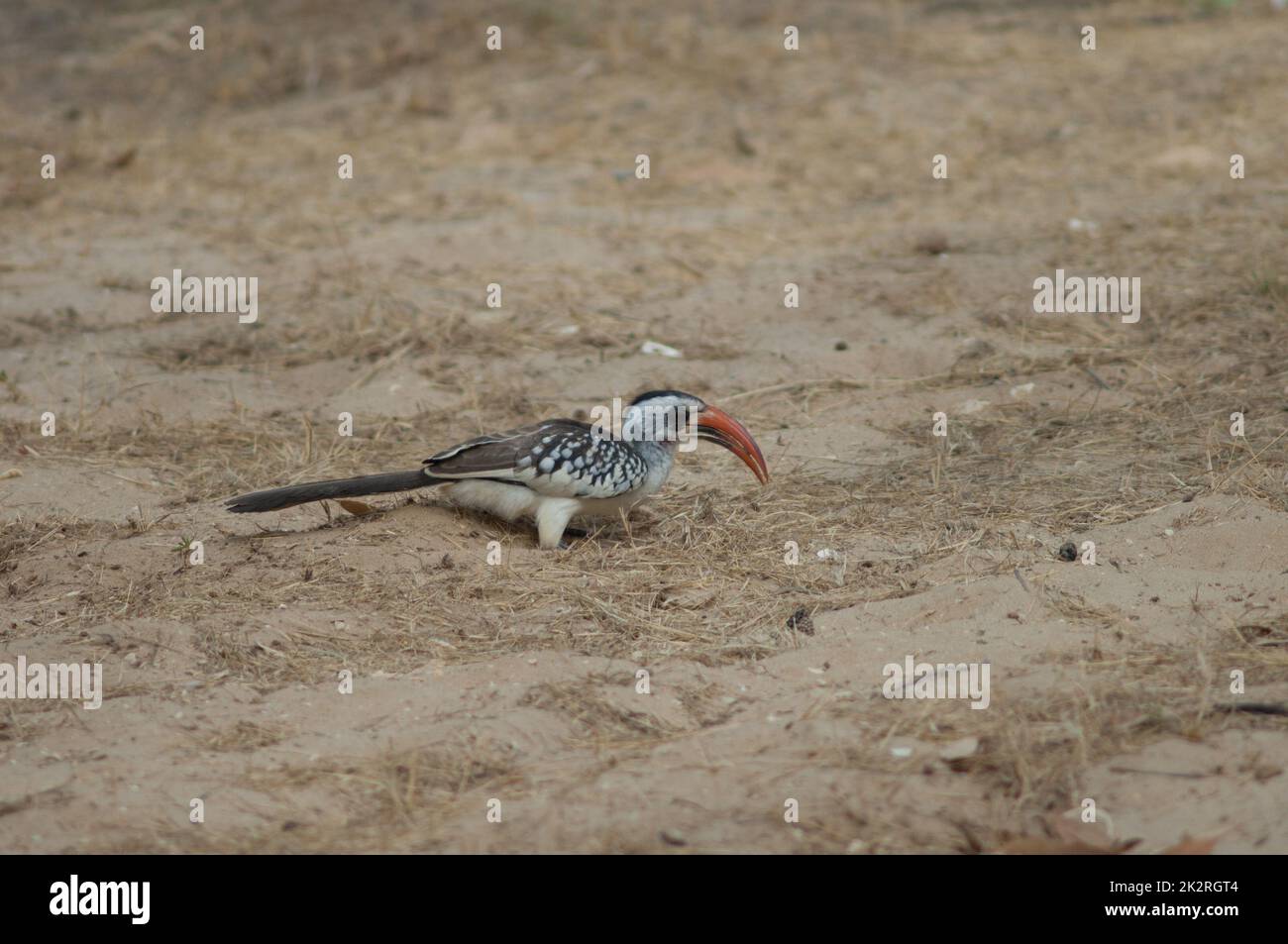 Northern red-billed hornbill in the Langue de Barbarie National Park. Stock Photo