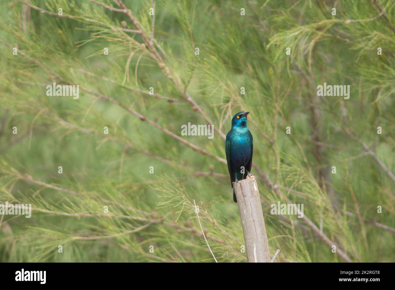 Greater blue-eared starling Lamprotornis chalybaeus on a trunk. Stock Photo