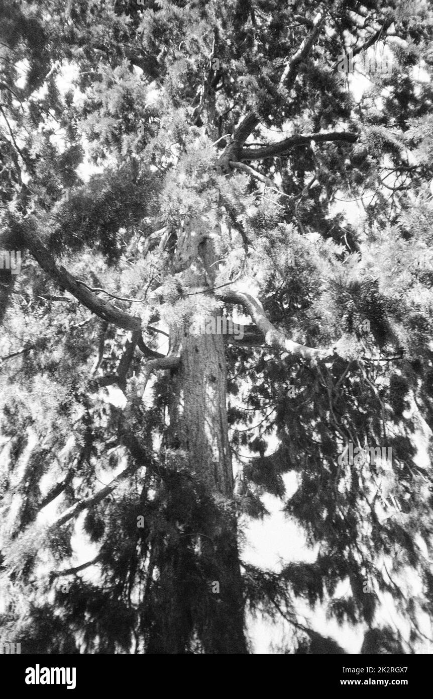 North American Red Cedar tree, Alton Public Gardens,Alton, Hampshire