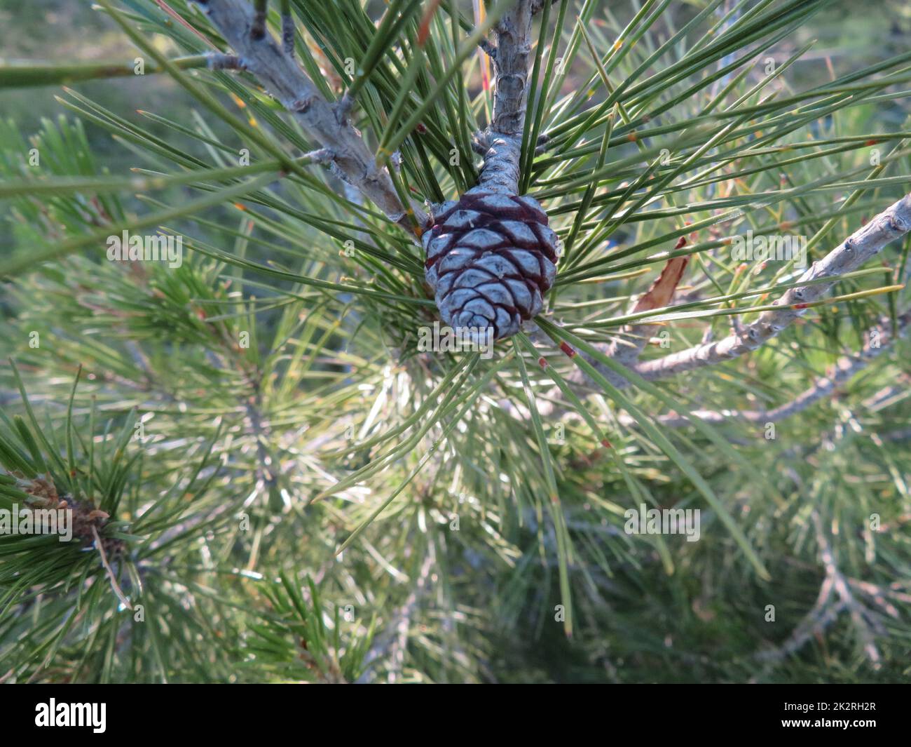 fallen pine cones without natural dry pine nuts firewood Stock Photo