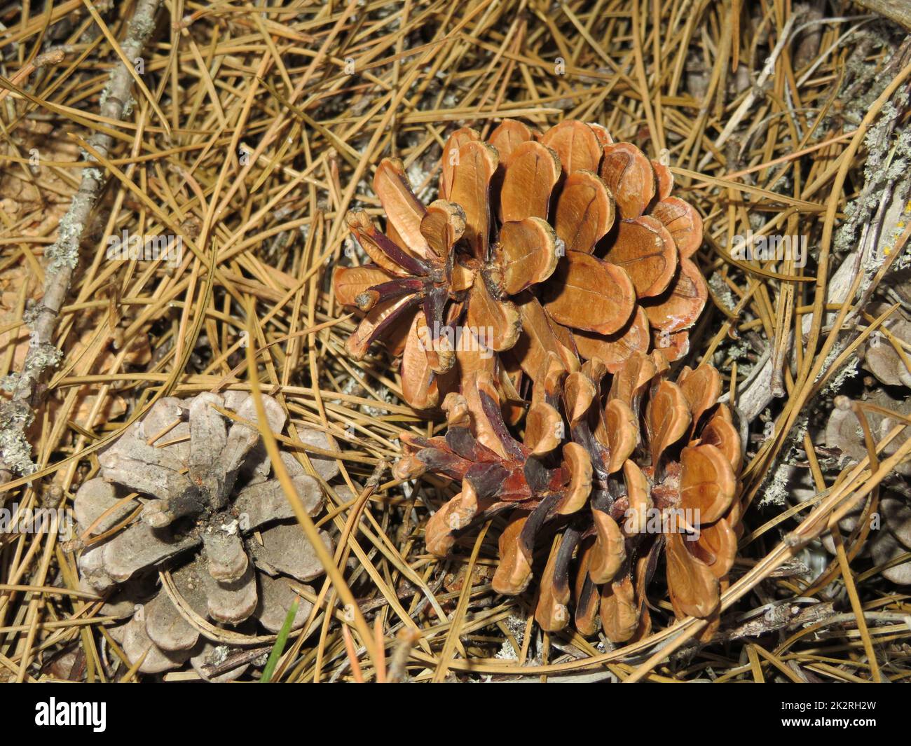 fallen pine cones without natural dry pine nuts firewood Stock Photo