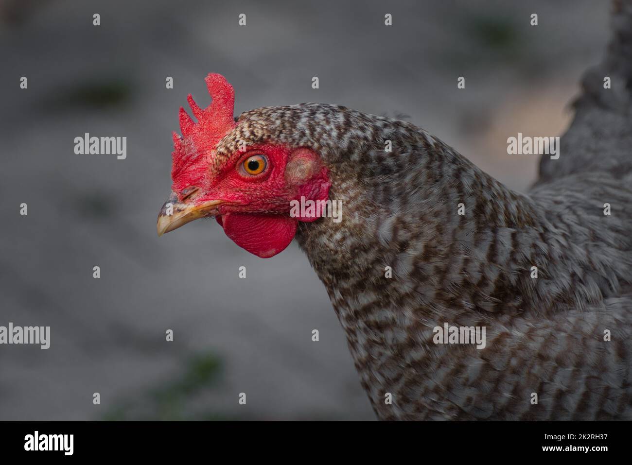 Portrait of a hen with a black and white barred plumage Stock Photo