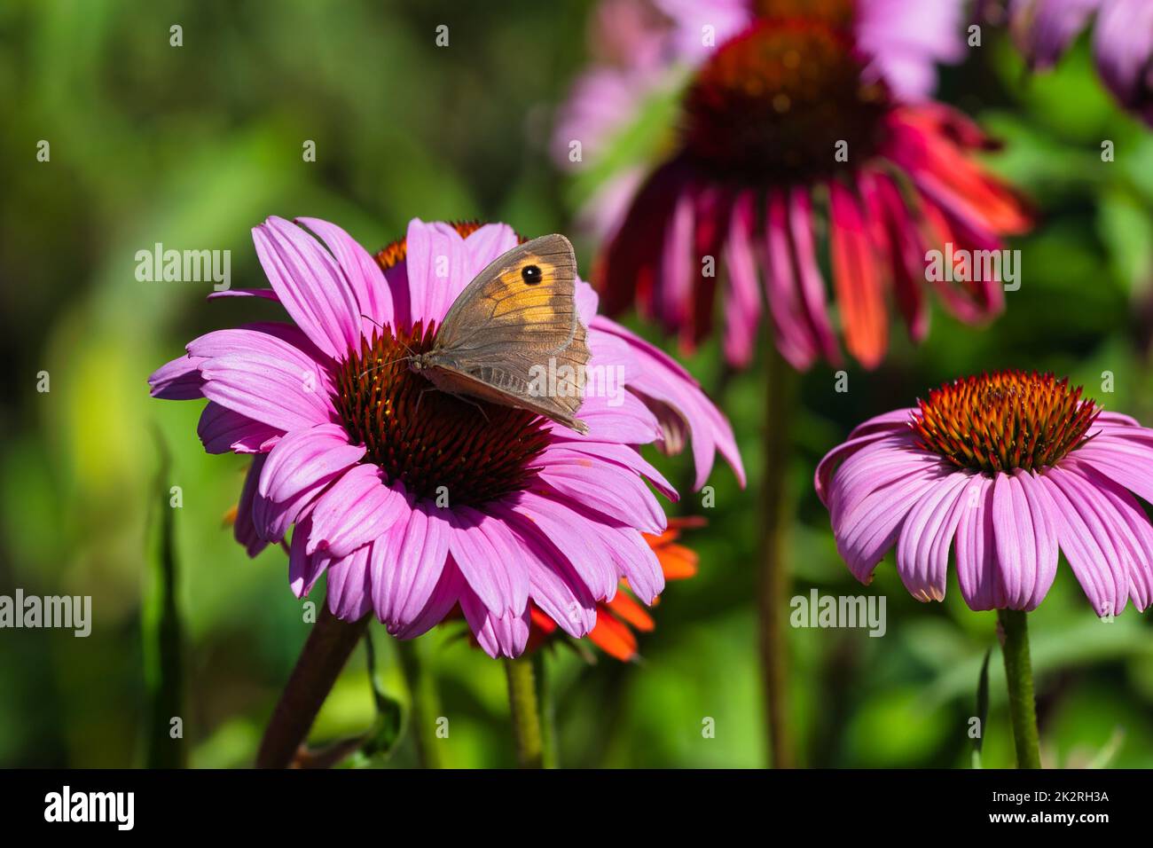 A butterfly, a meadow brown (Maniola jurtina), sitting on a pink echinacea flower Stock Photo