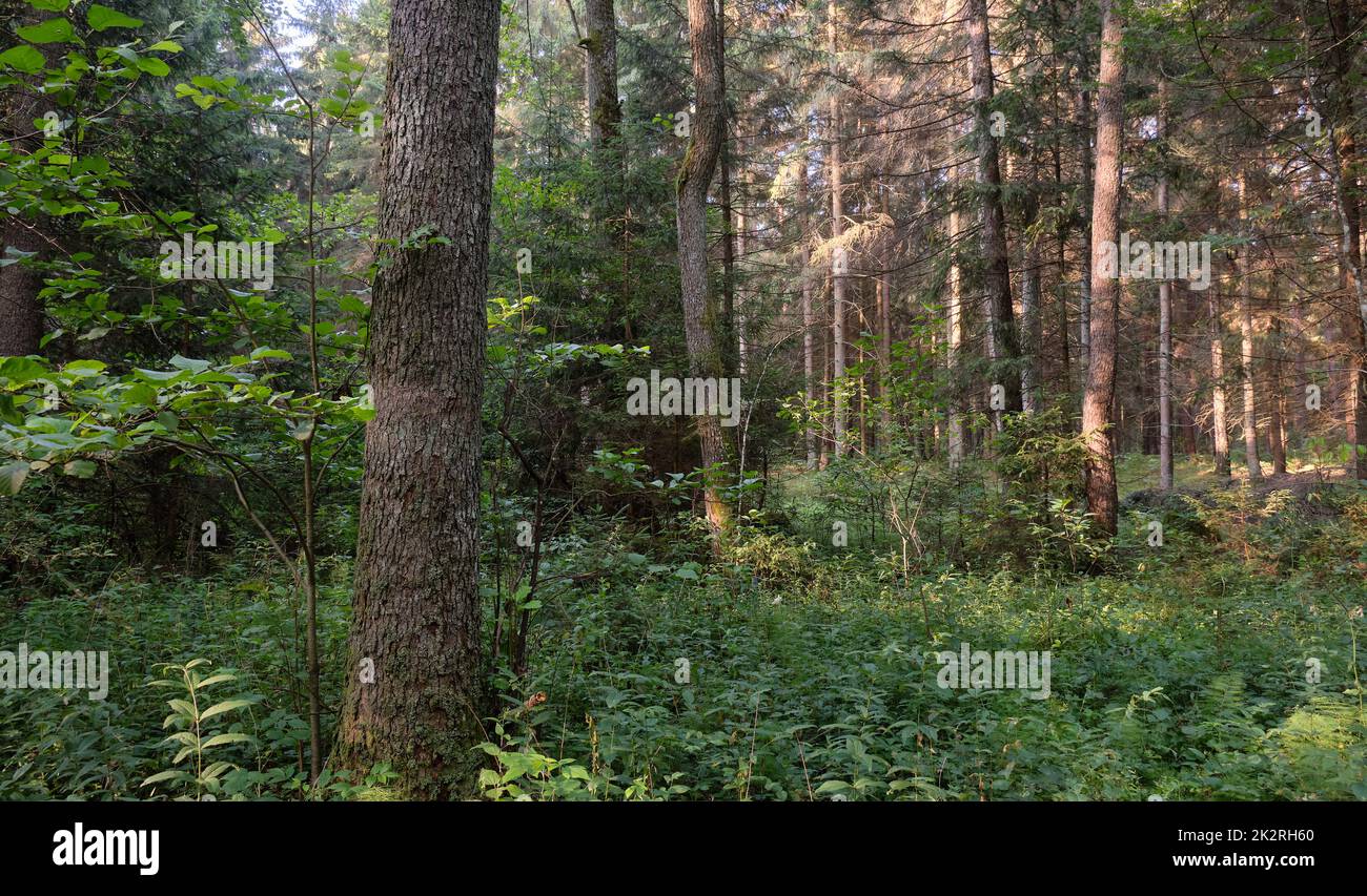 Frash Alder tree mixed forest in summer Stock Photo