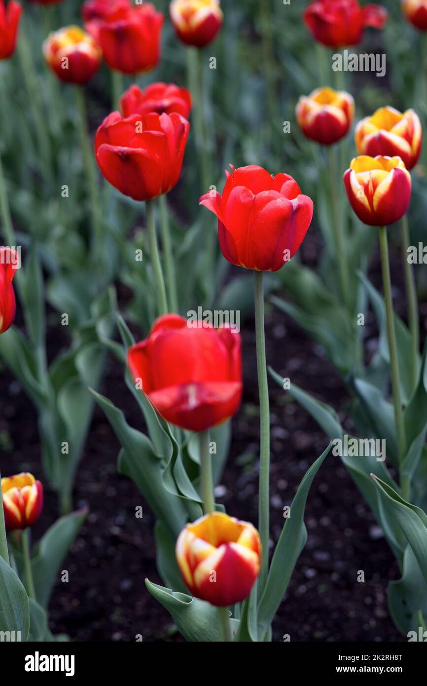 Vibrant colourful flowerbed hi-res stock photography and images - Alamy