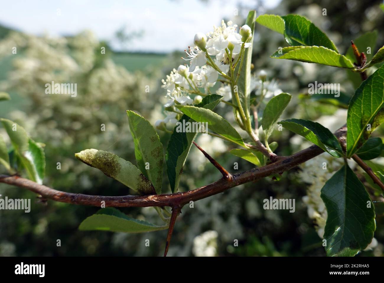 Mittelmeer- Feuerdorn ( Pyracantha coccinea) - blÃ¼hender Strauch Stock Photo