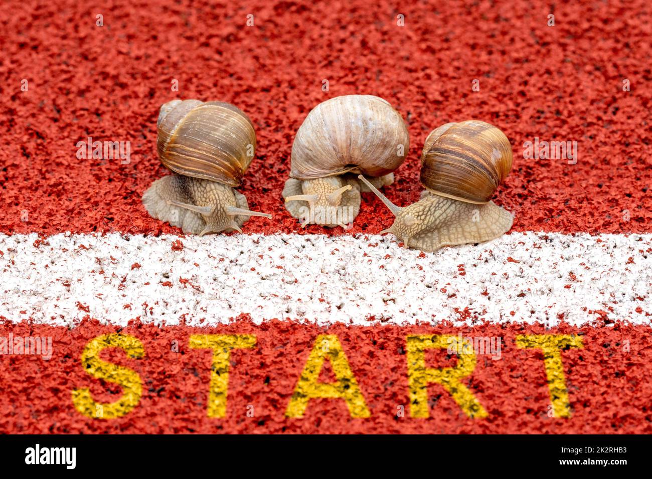 Three racing snails in front of start line Stock Photo