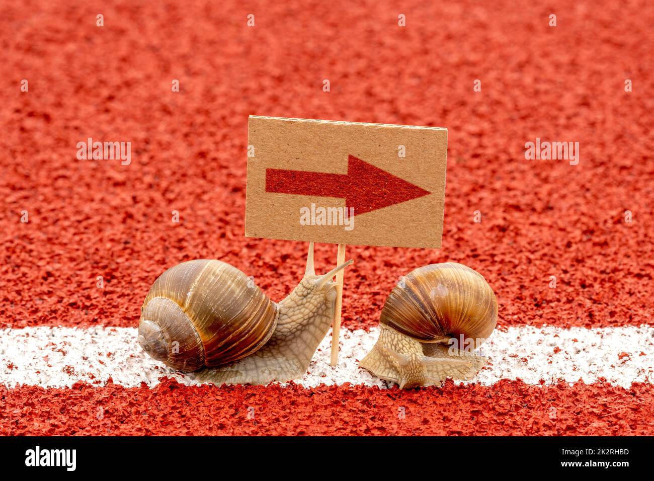 Two snails looking at sign with red arrow Stock Photo